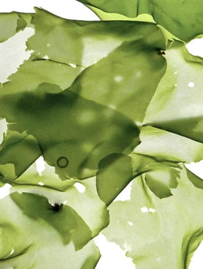 Aloe Clay Mask for Pores and Blackheads