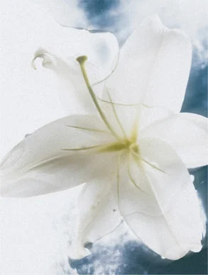 Aloe Body Cream