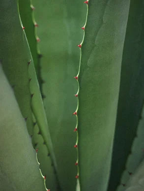 Aloe Hydration Gel