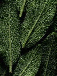 Body Oil